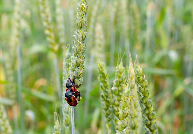 自動蟲情測報燈廠家價格