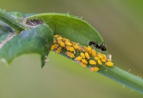 蟲情測報燈的作用