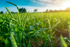 葉面積測定儀介紹