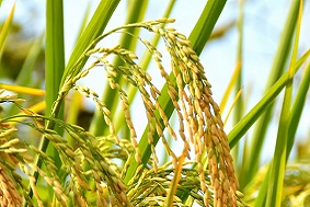 水稻病蟲害應該如何防治