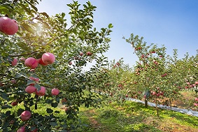 智慧果園的建設與注意事項