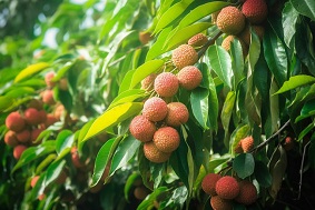 智慧果園的優勢與未來發展