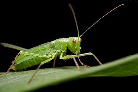 智能蟲情測報系統介紹