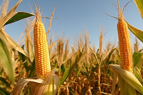 病蟲害監測預警系統的重要意義