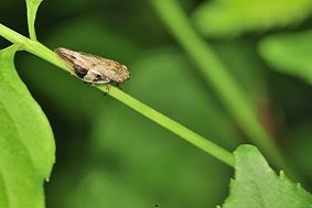頻振式殺蟲燈優勢介紹