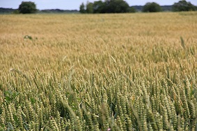 高標準農田建設意義