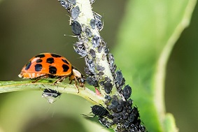 智能蟲情測報系統組成部分介紹