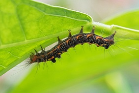 自動蟲情測報燈優勢介紹