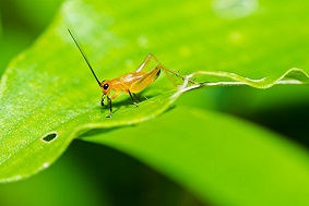 自動蟲情測報燈特點介紹