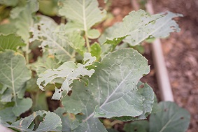 智能蟲情測報系統應用領域