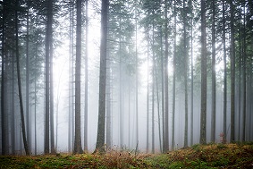 松材線蟲分離器優勢介紹