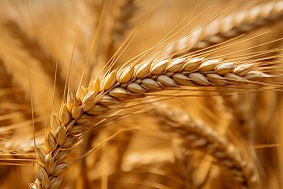 什么是高標(biāo)準(zhǔn)農(nóng)田，它是如何建設(shè)的？