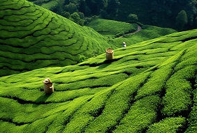 建設智慧茶園需要注意什么？