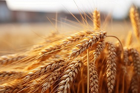 物聯(lián)網(wǎng)蟲情測報燈應(yīng)用領(lǐng)域介紹