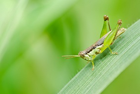 太陽能蟲情測(cè)報(bào)燈特點(diǎn)介紹
