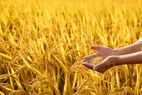 水稻病蟲害防治方案有哪些優勢