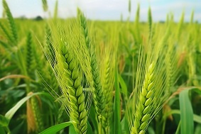 小麥赤霉病監測系統特點介紹