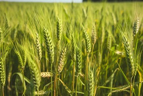 小麥赤霉病監測系統組成部分介紹