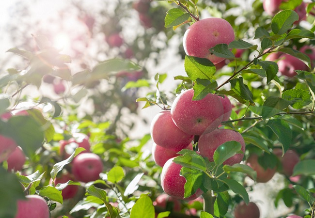 智慧果園系統介紹：推動農業智能化的未來