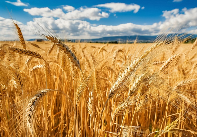 小麥條銹病監測系統優勢介紹