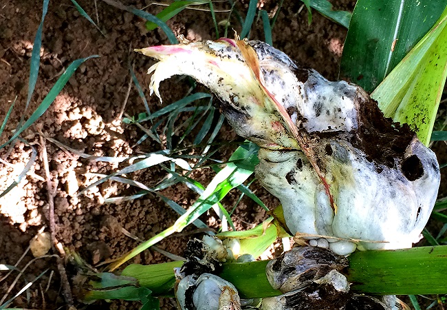 玉米大斑病監測系統組成部分介紹